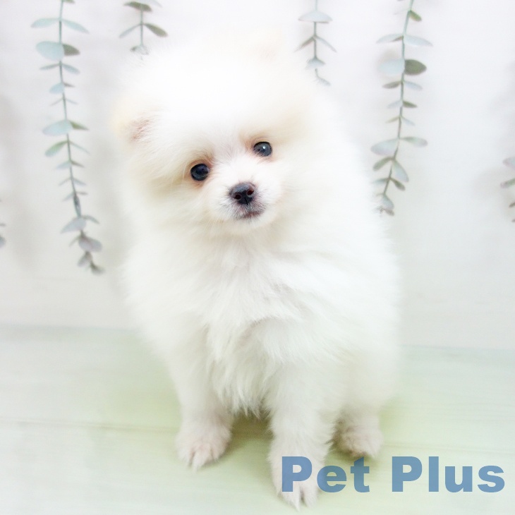 岐阜県のポメラニアン (ペットプラス 各務原店/2025年9月12日生まれ/女の子/ホワイトクリーム)の子犬の2枚目の画像