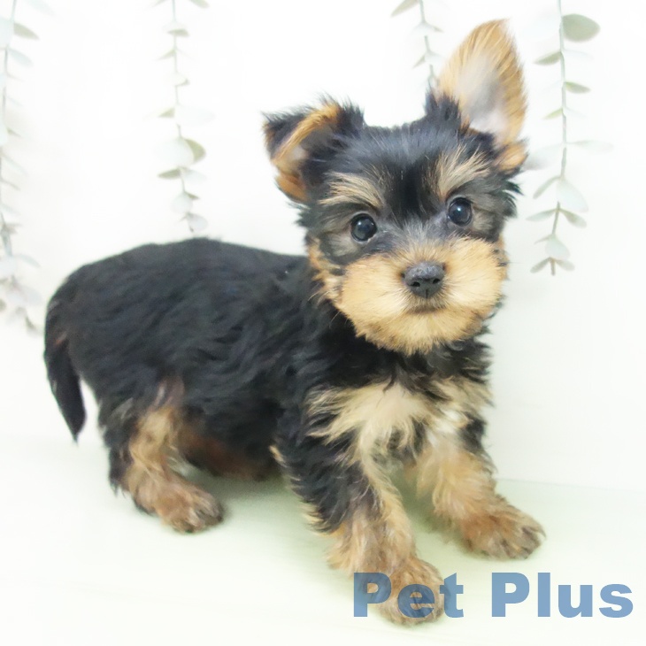 ヨークシャー・テリア