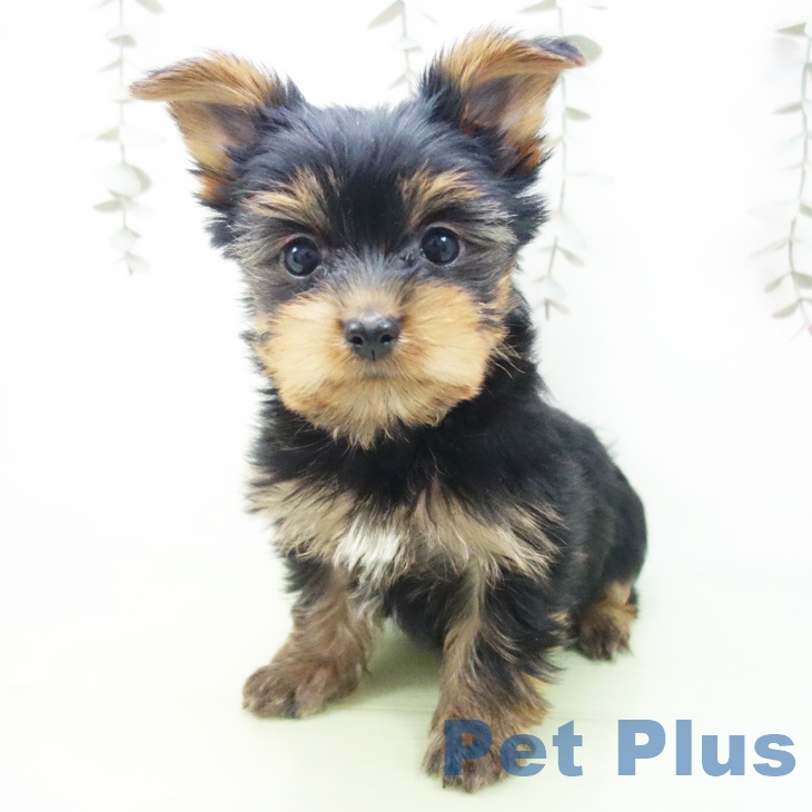 ヨークシャー・テリア