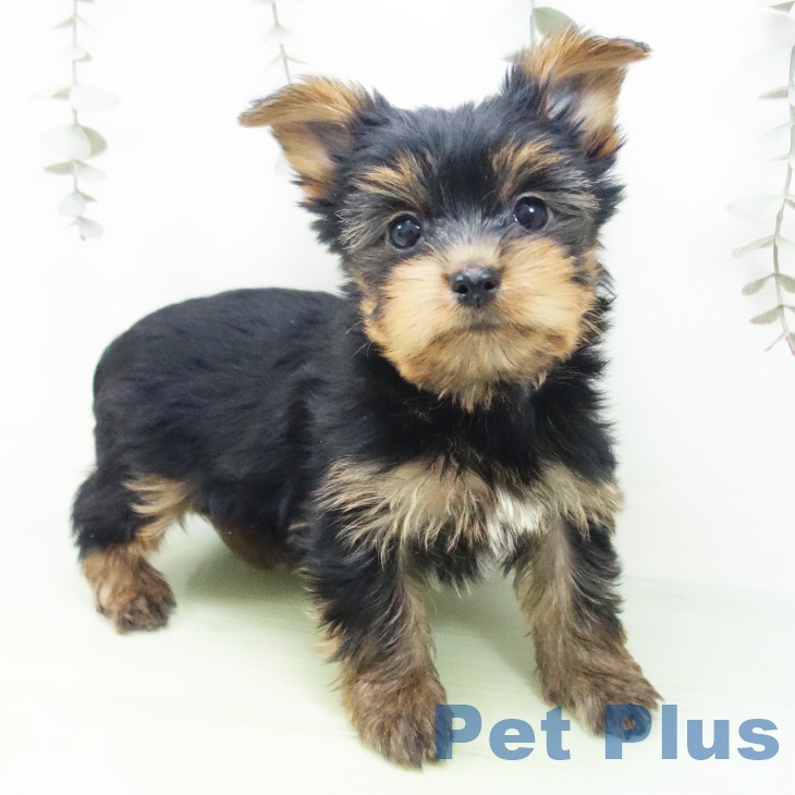 ヨークシャー・テリア