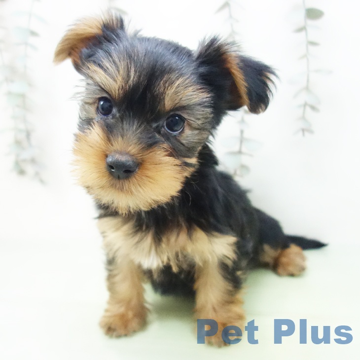福井県のヨークシャーテリア (ペットプラス 福井店/2025年9月13日生まれ/女の子/スチールブルータン)の子犬の1枚目の画像