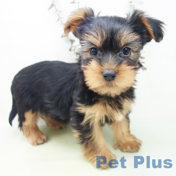 福井県のヨークシャーテリア (ペットプラス 福井店/2025年9月13日生まれ/女の子/スチールブルータン)の子犬の2枚目の画像