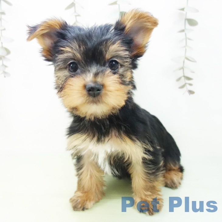 岐阜県のヨークシャーテリア (ペットプラス 各務原店/2025年9月13日生まれ/女の子/スチールブルータン)の子犬の1枚目の画像