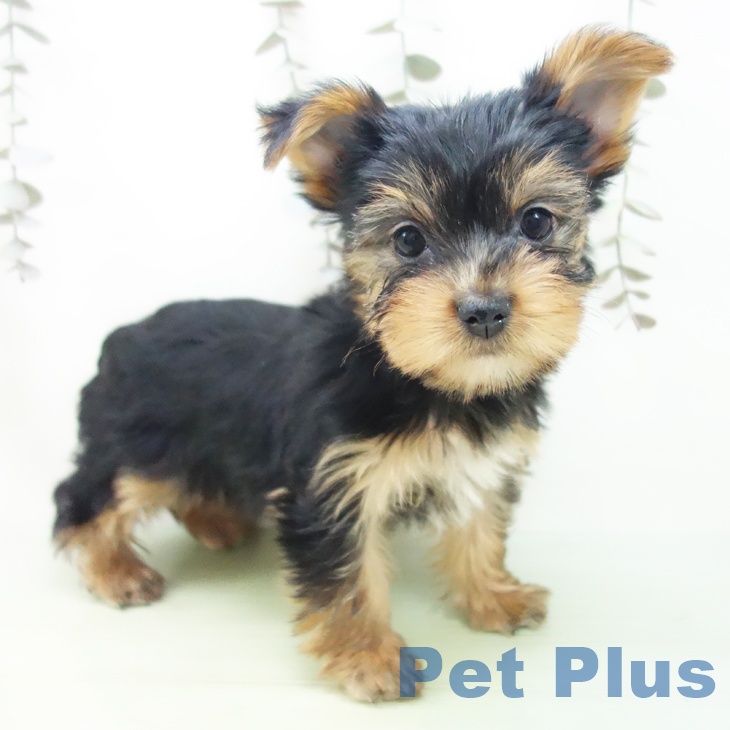 岐阜県のヨークシャーテリア (ペットプラス 各務原店/2025年9月13日生まれ/女の子/スチールブルータン)の子犬の2枚目の画像