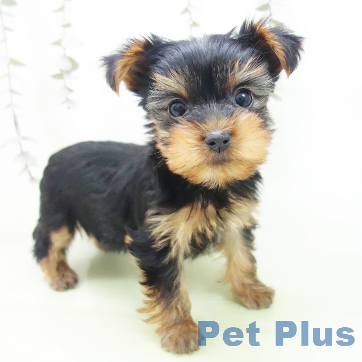 愛知県のヨークシャーテリア (ペットプラス ナゴヤドーム前店/2025年9月13日生まれ/女の子/スチールブルータン)の子犬の1枚目の画像
