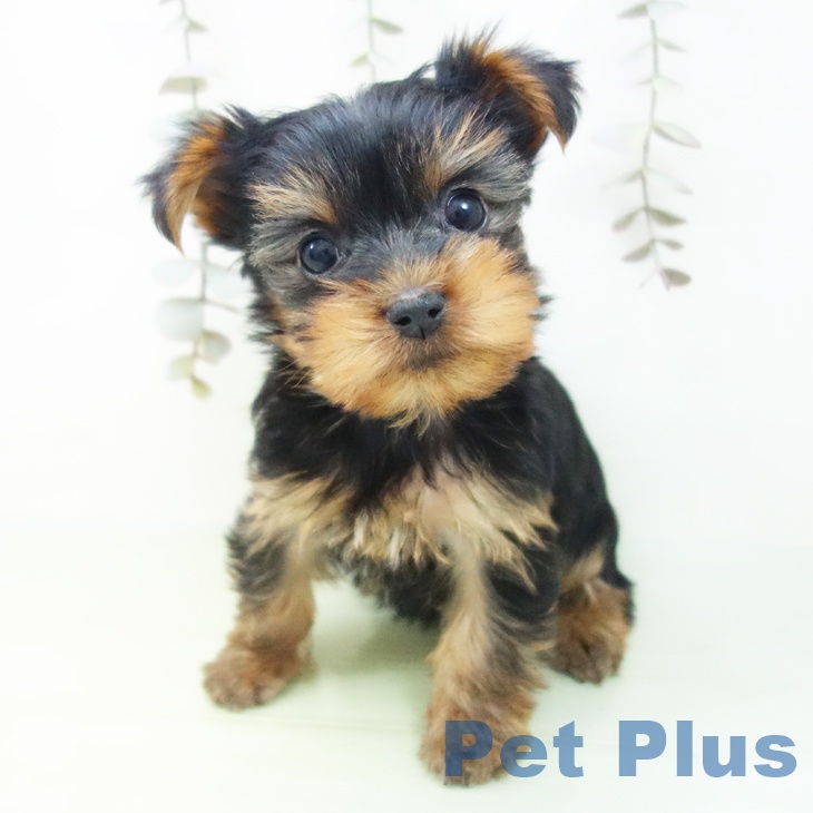 愛知県のヨークシャーテリア (ペットプラス ナゴヤドーム前店/2025年9月13日生まれ/女の子/スチールブルータン)の子犬の2枚目の画像