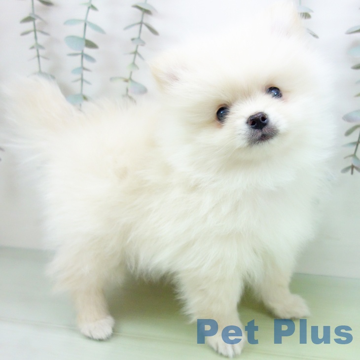 宮城県のポメラニアン (ペットプラス 名取店/2025年9月14日生まれ/男の子/クリーム)の子犬の1枚目の画像