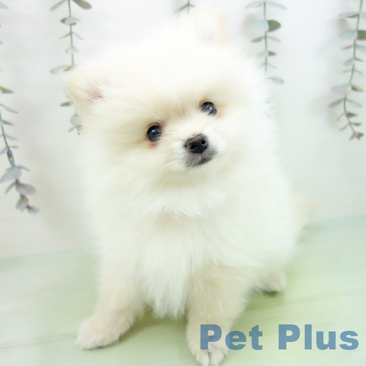 宮城県のポメラニアン (ペットプラス 名取店/2025年9月14日生まれ/男の子/クリーム)の子犬の2枚目の画像