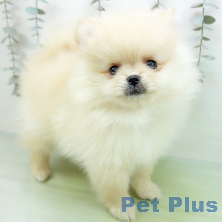 山形県のポメラニアン (ペットプラス 天童店/2025年9月14日生まれ/女の子/クリーム)の子犬の1枚目の画像