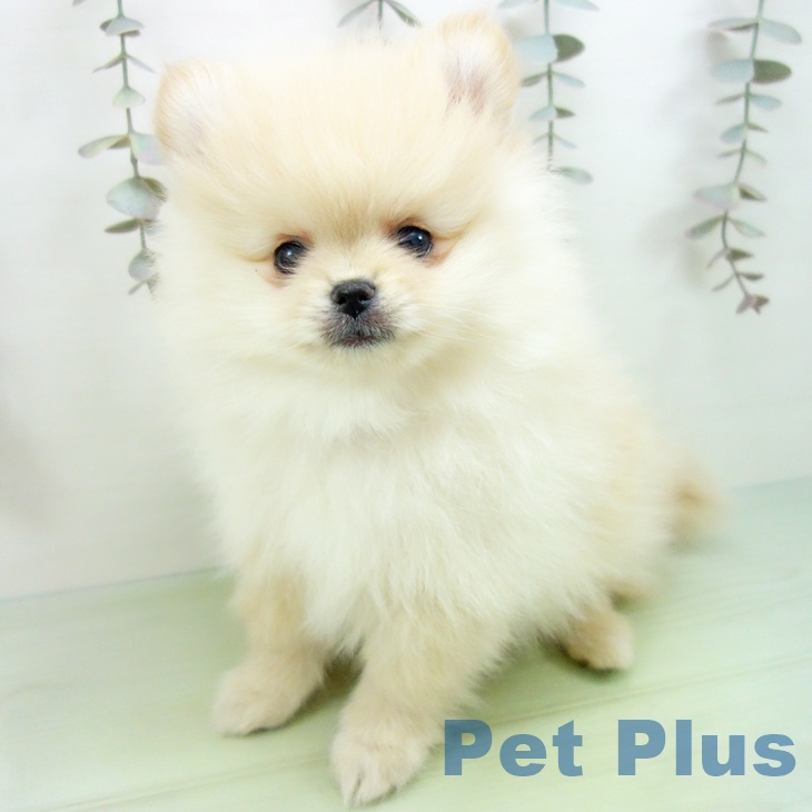 山形県のポメラニアン (ペットプラス 天童店/2025年9月14日生まれ/女の子/クリーム)の子犬の2枚目の画像