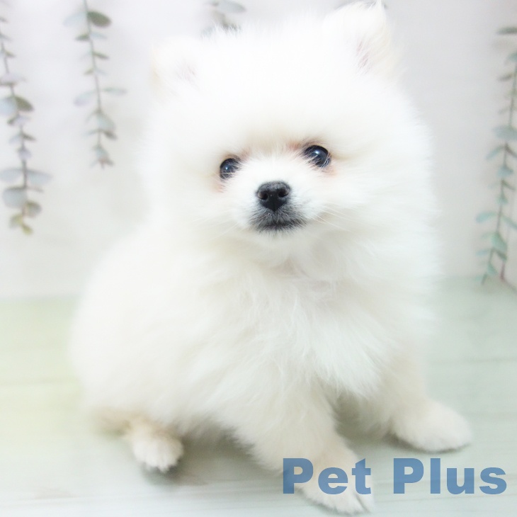 宮城県のポメラニアン (ペットプラス 仙台上杉店/2025年9月14日生まれ/女の子/クリーム)の子犬の1枚目の画像