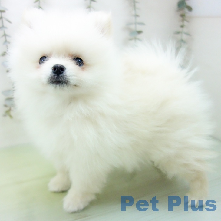 宮城県のポメラニアン (ペットプラス 仙台上杉店/2025年9月14日生まれ/女の子/クリーム)の子犬の2枚目の画像
