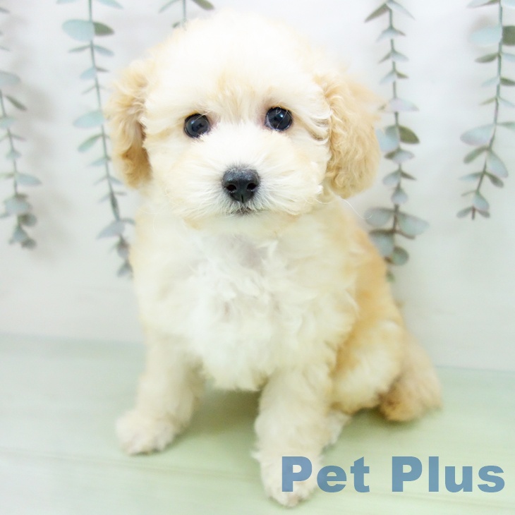石川県のトイプードル(トイ) (ペットプラス 新小松店/2025年9月14日生まれ/女の子/アプリコット)の子犬の1枚目の画像