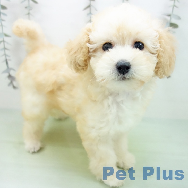 石川県のトイプードル(トイ) (ペットプラス 新小松店/2025年9月14日生まれ/女の子/アプリコット)の子犬の2枚目の画像