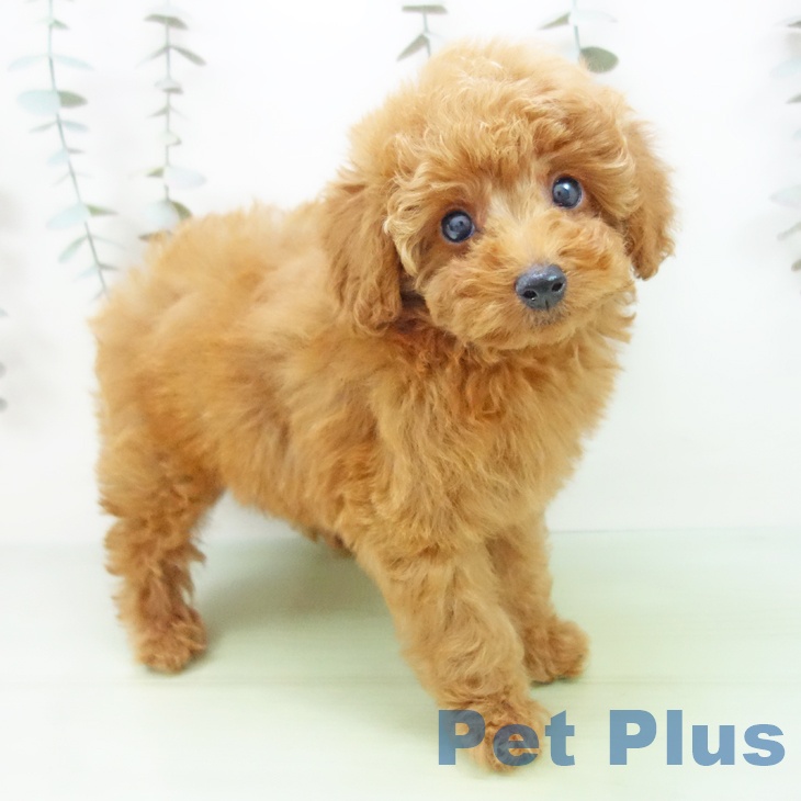 愛知県のトイプードル(トイ) (ペットプラス 豊田店/2025年9月14日生まれ/男の子/レッドフォーン)の子犬