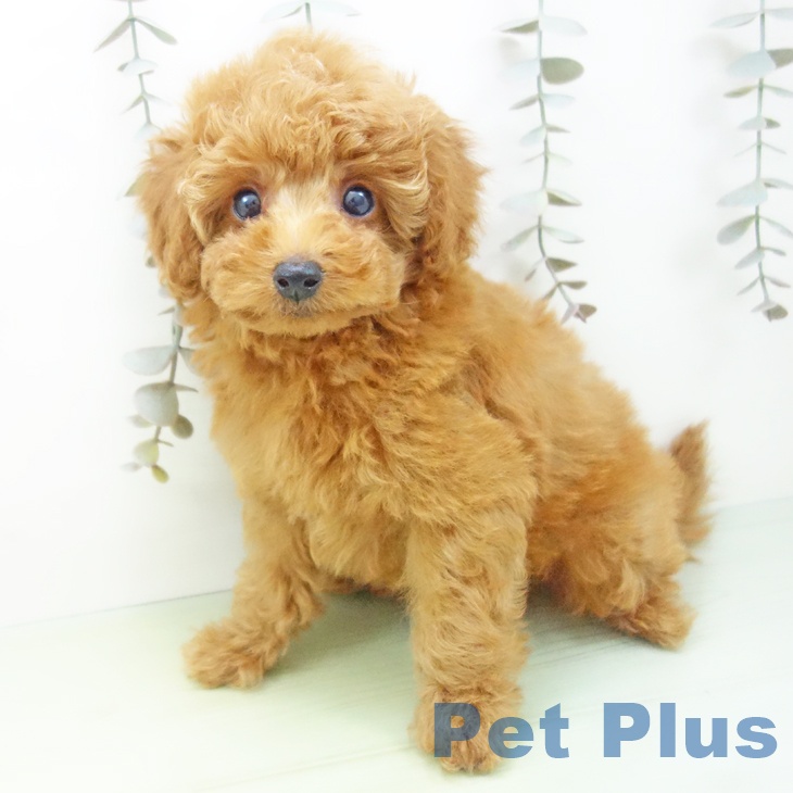 愛知県のトイプードル(トイ) (ペットプラス 豊田店/2025年9月14日生まれ/男の子/レッドフォーン)の子犬の2枚目の画像