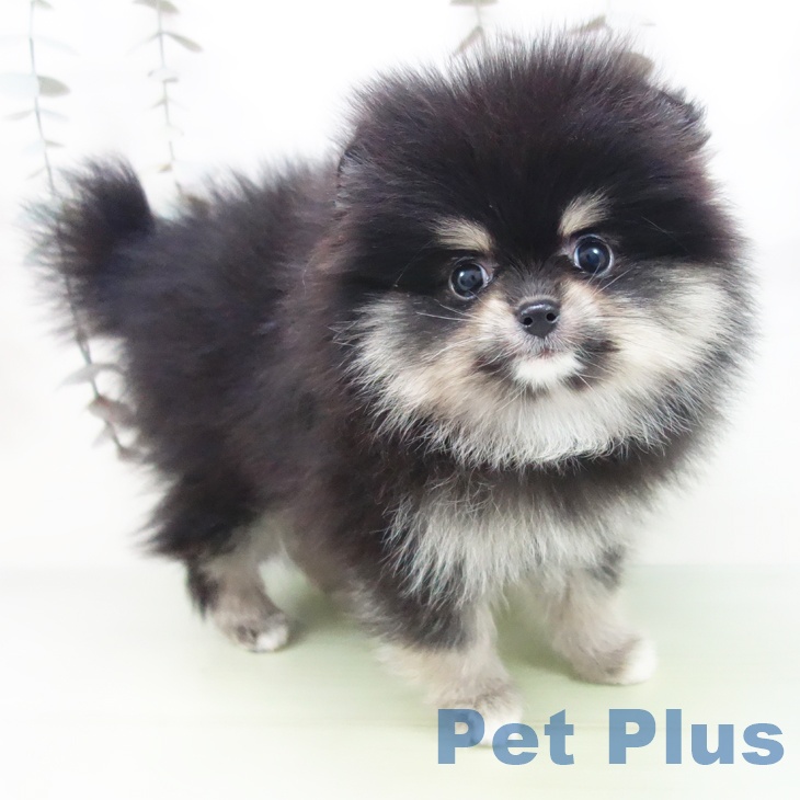 千葉県のポメラニアン (ペットプラス 幕張新都心店/2025年9月14日生まれ/女の子/ブラックタン)の子犬の1枚目の画像