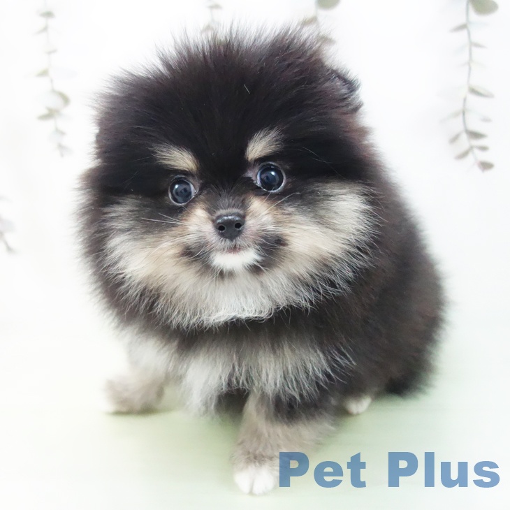 千葉県のポメラニアン (ペットプラス 幕張新都心店/2025年9月14日生まれ/女の子/ブラックタン)の子犬の2枚目の画像