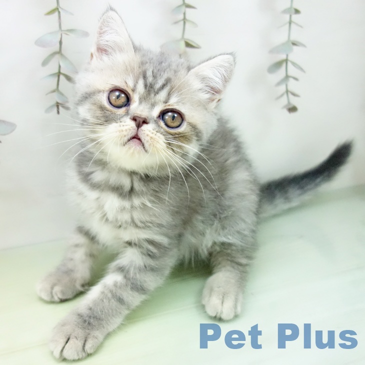 愛知県のエキゾチック (ペットプラス イオンモール長久手店/2025年9月16日生まれ/男の子/ブルータビー)の子猫の1枚目の画像