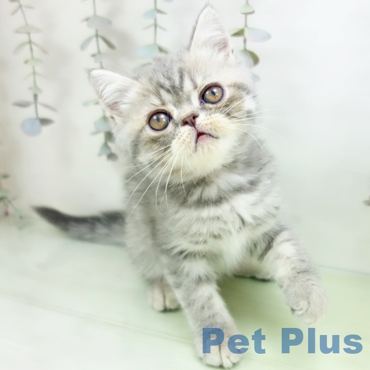 愛知県のエキゾチック (ペットプラス イオンモール長久手店/2025年9月16日生まれ/男の子/ブルータビー)の子猫の2枚目の画像