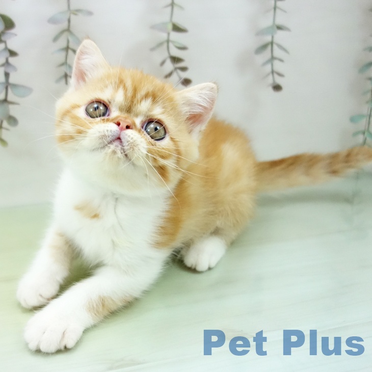 愛知県のエキゾチック (ペットプラス mozoワンダーシティ店/2025年9月16日生まれ/男の子/レッドタビーホワイト)の子猫
