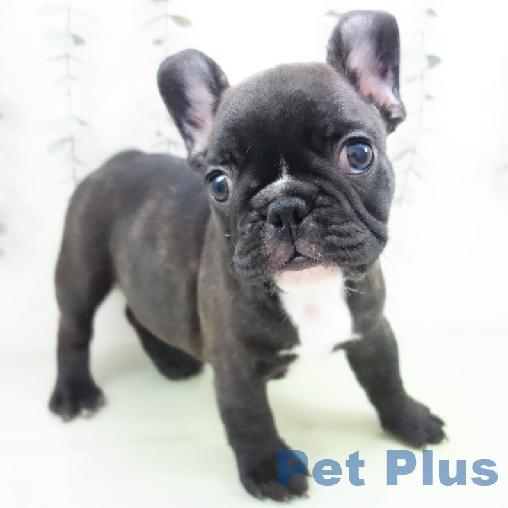 フレンチ・ブルドッグ