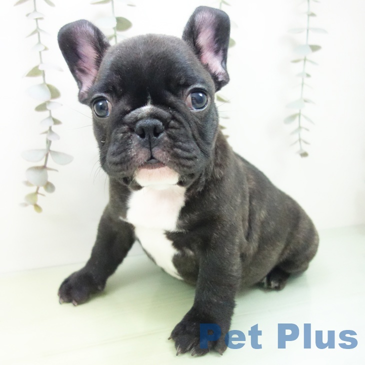 フレンチ・ブルドッグの写真2