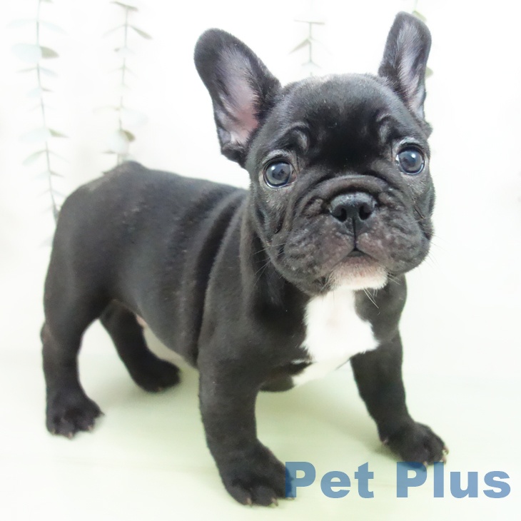 神奈川県のフレンチブルドッグ (ペットプラス 武蔵小杉店/2025年9月13日生まれ/男の子/ブリンドル)の子犬
