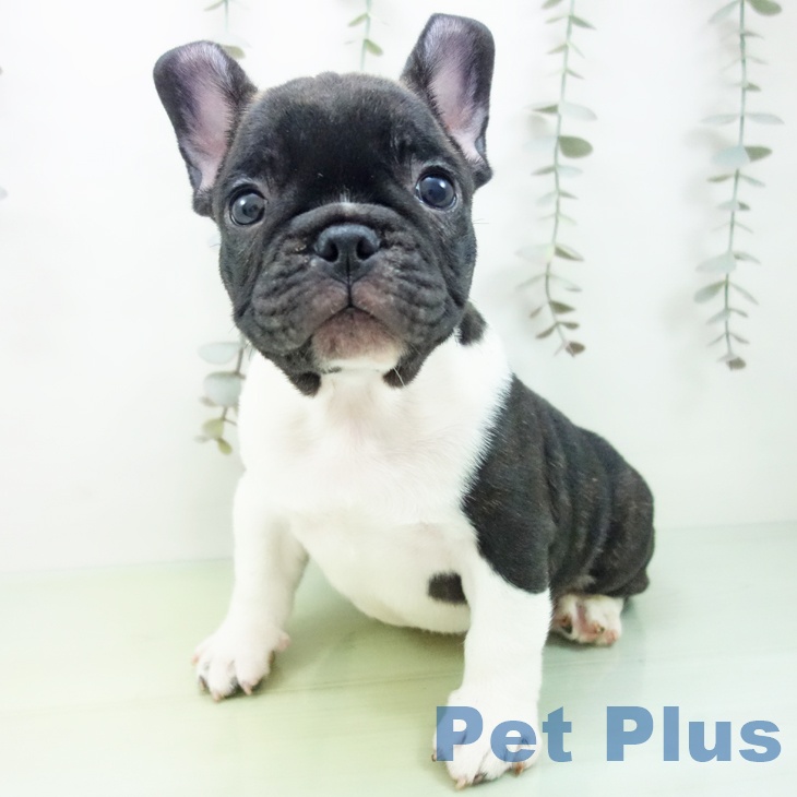 フレンチ・ブルドッグ