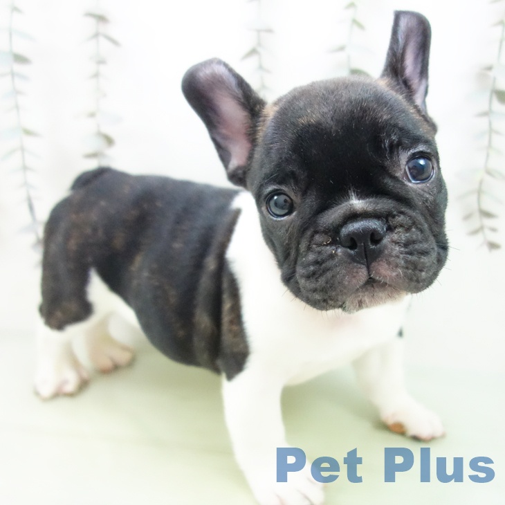 フレンチ・ブルドッグ