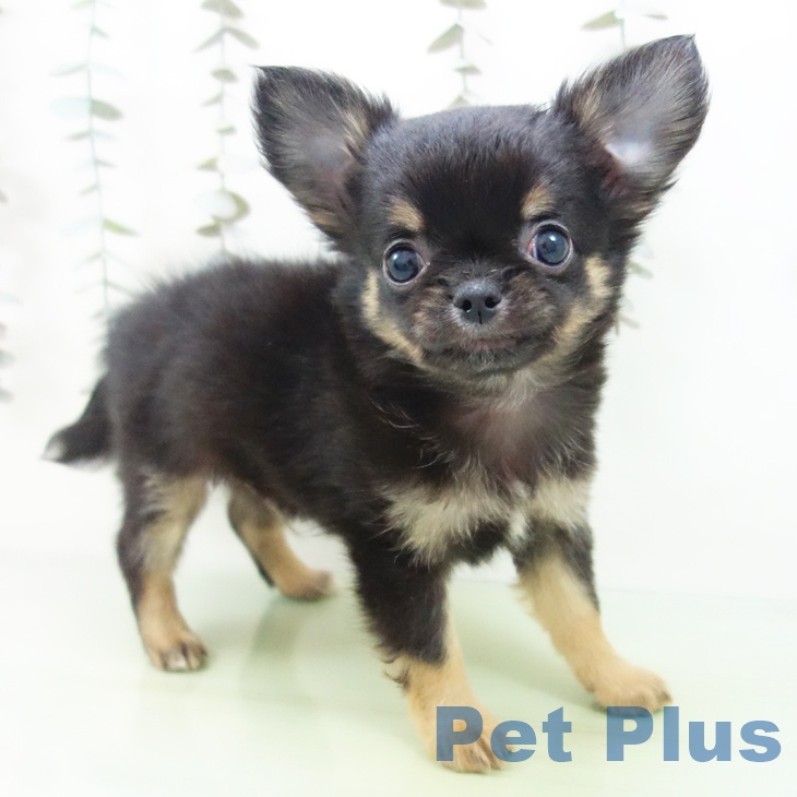 石川県のチワワ(ロング) (ペットプラス 白山店/2025年9月17日生まれ/男の子/ブラックタン)の子犬の1枚目の画像