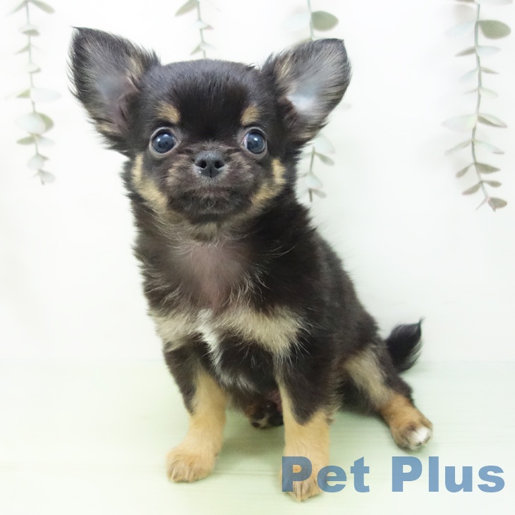 石川県のチワワ(ロング) (ペットプラス 白山店/2025年9月17日生まれ/男の子/ブラックタン)の子犬の2枚目の画像