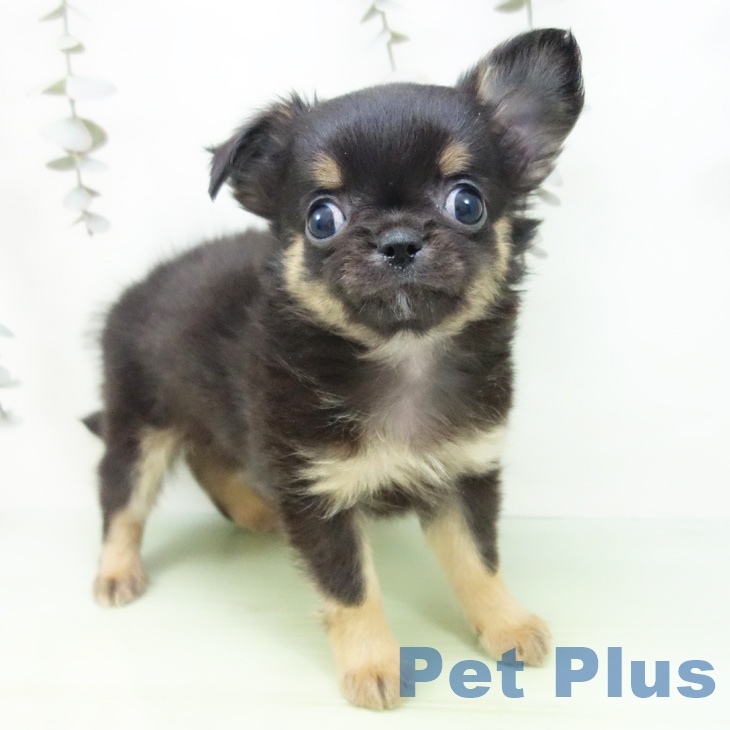 神奈川県のチワワ(ロング) (ペットプラス 武蔵小杉店/2025年9月17日生まれ/男の子/ブラックタン)の子犬