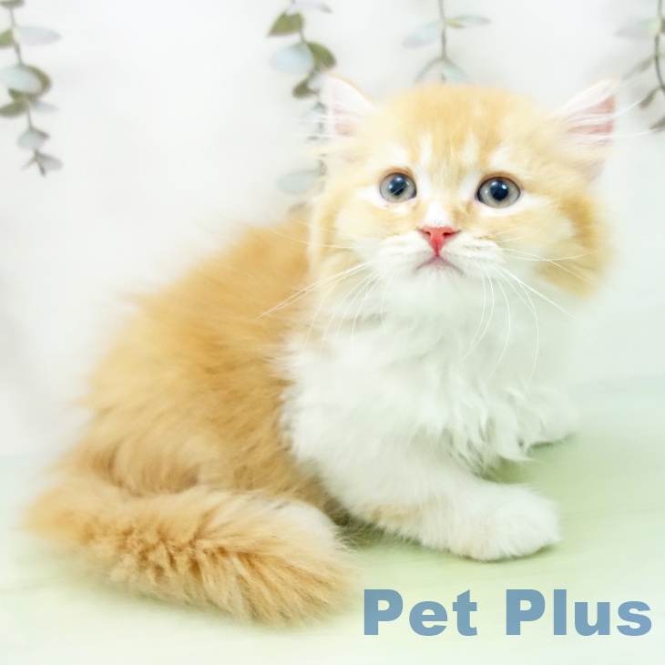 石川県のスコティッシュフォールド (ペットプラス 白山店/2025年9月15日生まれ/男の子/レッドホワイト)の子猫の1枚目の画像