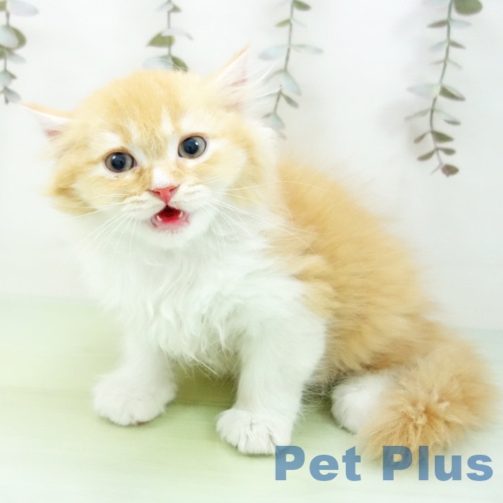 石川県のスコティッシュフォールド (ペットプラス 白山店/2025年9月15日生まれ/男の子/レッドホワイト)の子猫の2枚目の画像