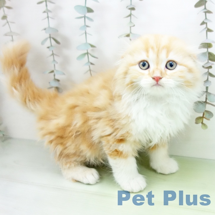 愛知県のスコティッシュフォールド (ペットプラス mozoワンダーシティ店/2025年9月15日生まれ/男の子/レッドタビーホワイト)の子猫