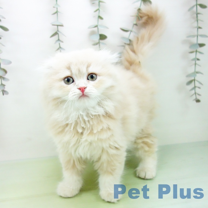 スコティッシュフォールド