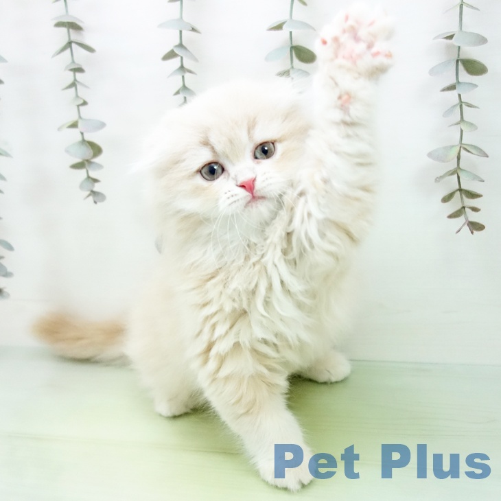 スコティッシュフォールドの写真2