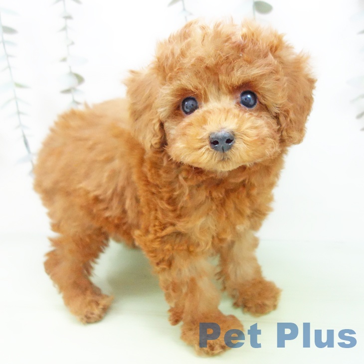 愛知県のトイプードル(トイ) (ペットプラス 岡崎店/2025年9月14日生まれ/男の子/レッド)の子犬の1枚目の画像