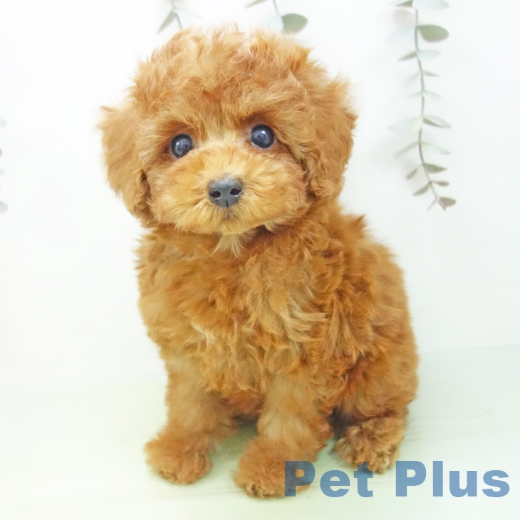 愛知県のトイプードル(トイ) (ペットプラス 岡崎店/2025年9月14日生まれ/男の子/レッド)の子犬の2枚目の画像