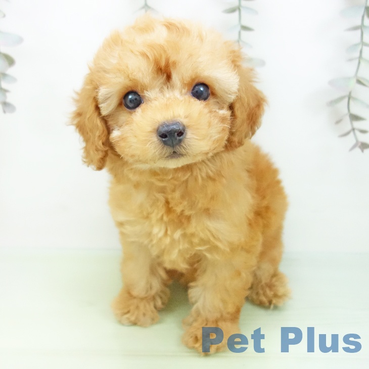 愛知県のトイプードル(トイ) (ペットプラス mozoワンダーシティ店/2025年9月14日生まれ/女の子/アプリコット)の子犬の1枚目の画像