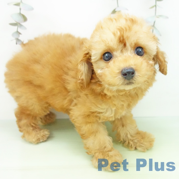 愛知県のトイプードル(トイ) (ペットプラス mozoワンダーシティ店/2025年9月14日生まれ/女の子/アプリコット)の子犬の2枚目の画像