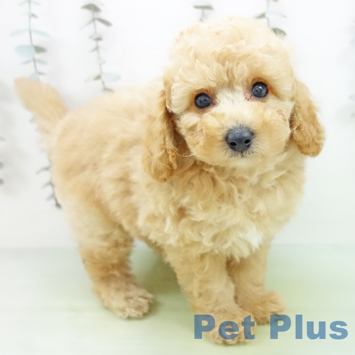 石川県のトイプードル(トイ) (ペットプラス 白山店/2025年9月16日生まれ/男の子/アプリコット)の子犬の1枚目の画像