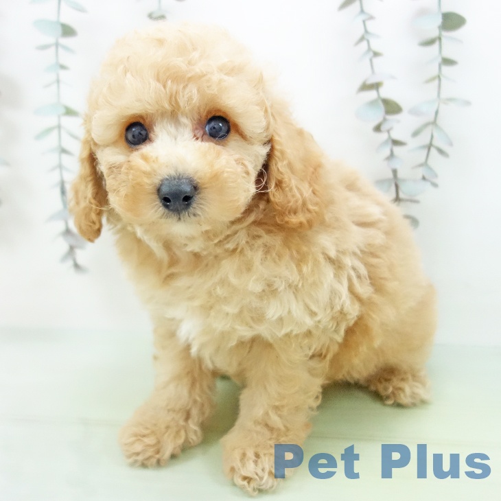 石川県のトイプードル(トイ) (ペットプラス 白山店/2025年9月16日生まれ/男の子/アプリコット)の子犬の2枚目の画像