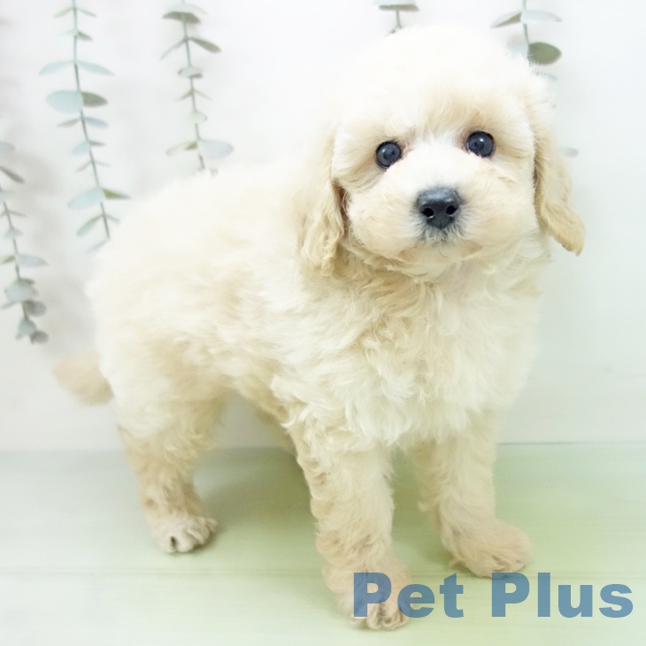 三重県のトイプードル(トイ) (ペットプラス 東員店/2025年9月16日生まれ/男の子/クリーム)の子犬の1枚目の画像