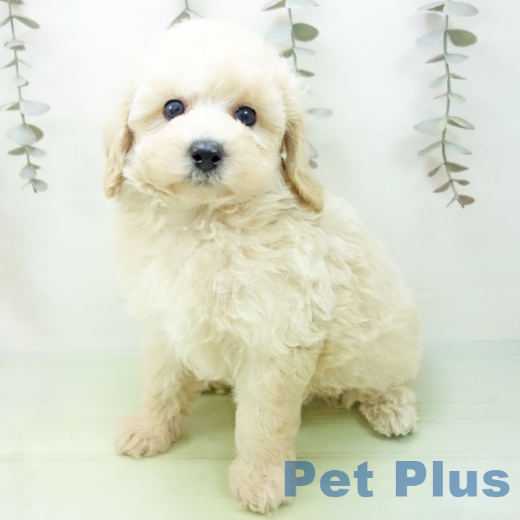 三重県のトイプードル(トイ) (ペットプラス 東員店/2025年9月16日生まれ/男の子/クリーム)の子犬の2枚目の画像