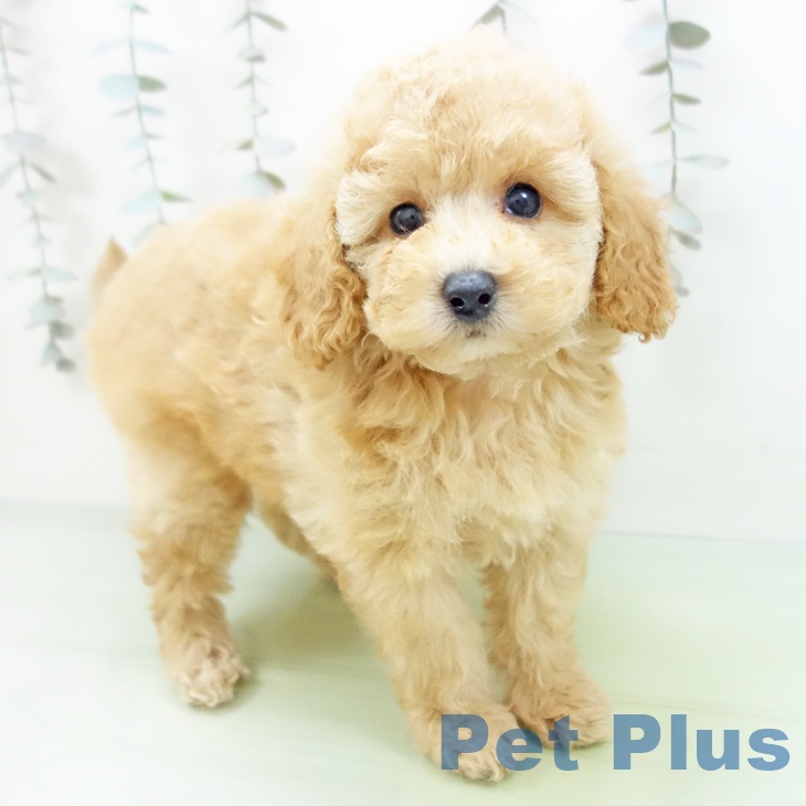 岐阜県のトイプードル(トイ) (ペットプラス 各務原店/2025年9月16日生まれ/女の子/アプリコット)の子犬の1枚目の画像