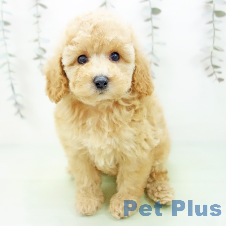 岐阜県のトイプードル(トイ) (ペットプラス 各務原店/2025年9月16日生まれ/女の子/アプリコット)の子犬の2枚目の画像