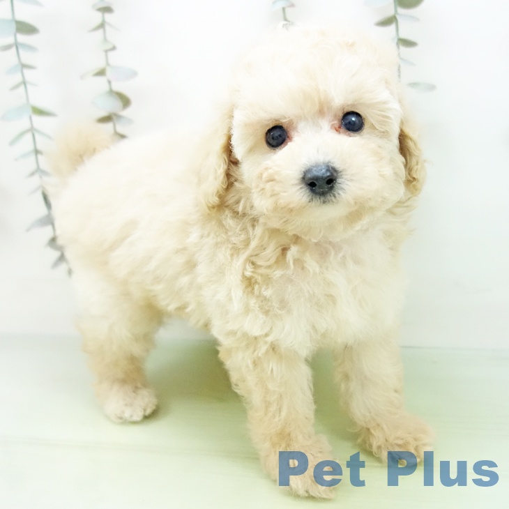 愛知県のトイプードル(トイ) (ペットプラス ナゴヤドーム前店/2025年9月16日生まれ/女の子/クリーム)の子犬の1枚目の画像