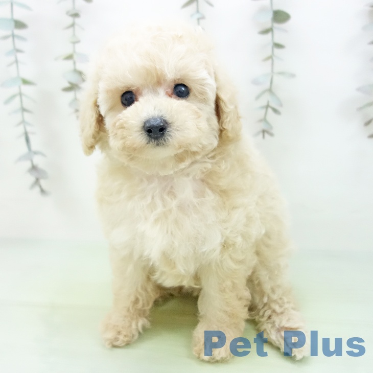 愛知県のトイプードル(トイ) (ペットプラス ナゴヤドーム前店/2025年9月16日生まれ/女の子/クリーム)の子犬の2枚目の画像